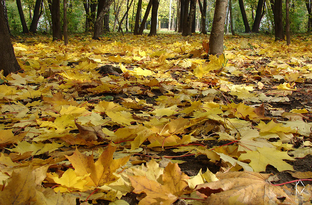 Слушай листья желтые медленно падают. Шумел осенний лес. Зашумел осенний лес золотой листвою. Зашумел осенний лес. Шуршат осенние кусты.