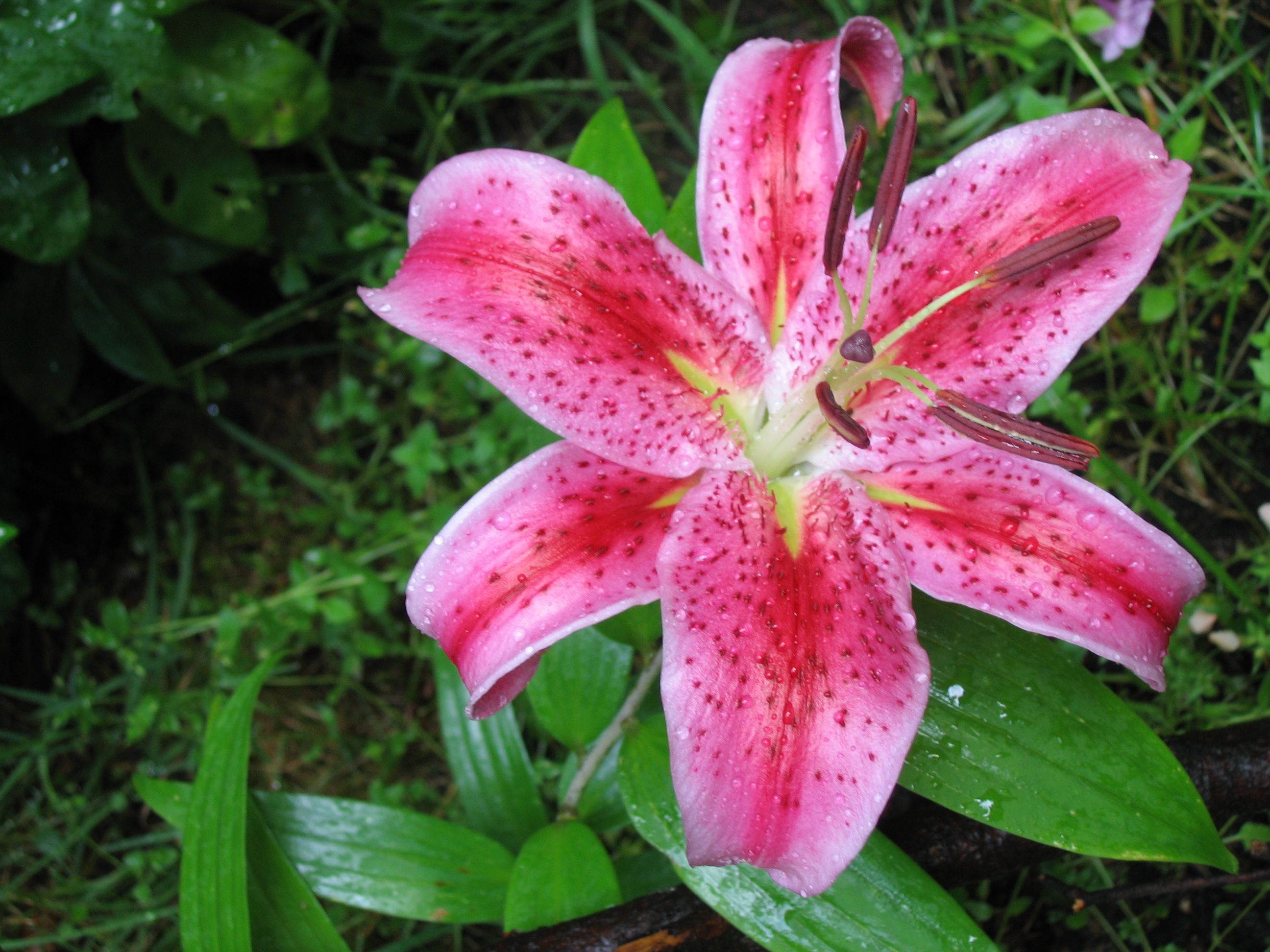 Цветок Лилия Лиана