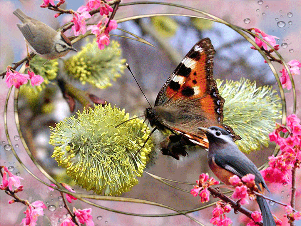 Какая красота весной. Майская природа. Весенние бабочки на вербе. Бабочки на деревьях цветущих красивые. Прощай апрель.