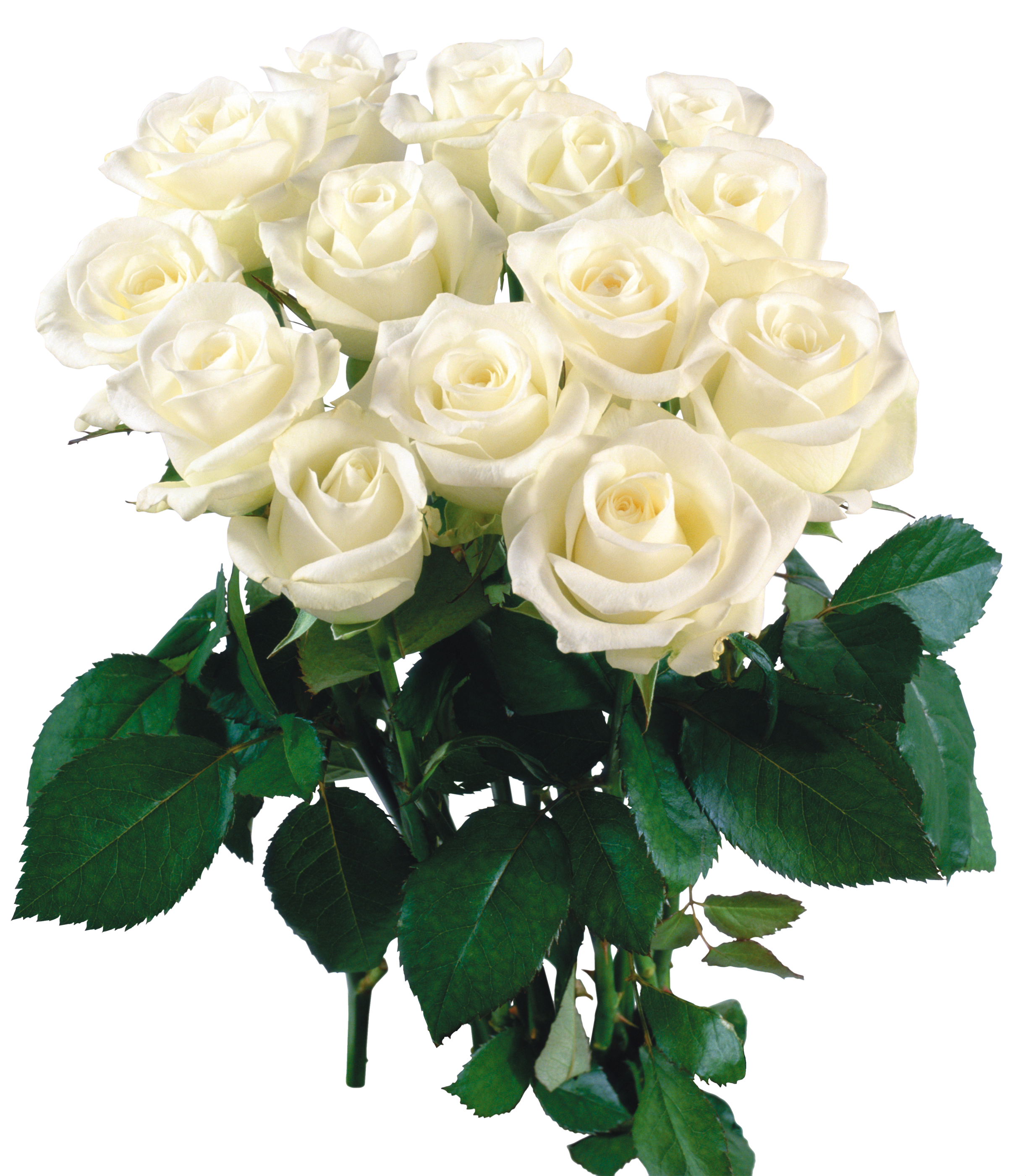 Поздравительные цена. Открытка "букет". Красивый букет роз. Красивый букет белых роз.
