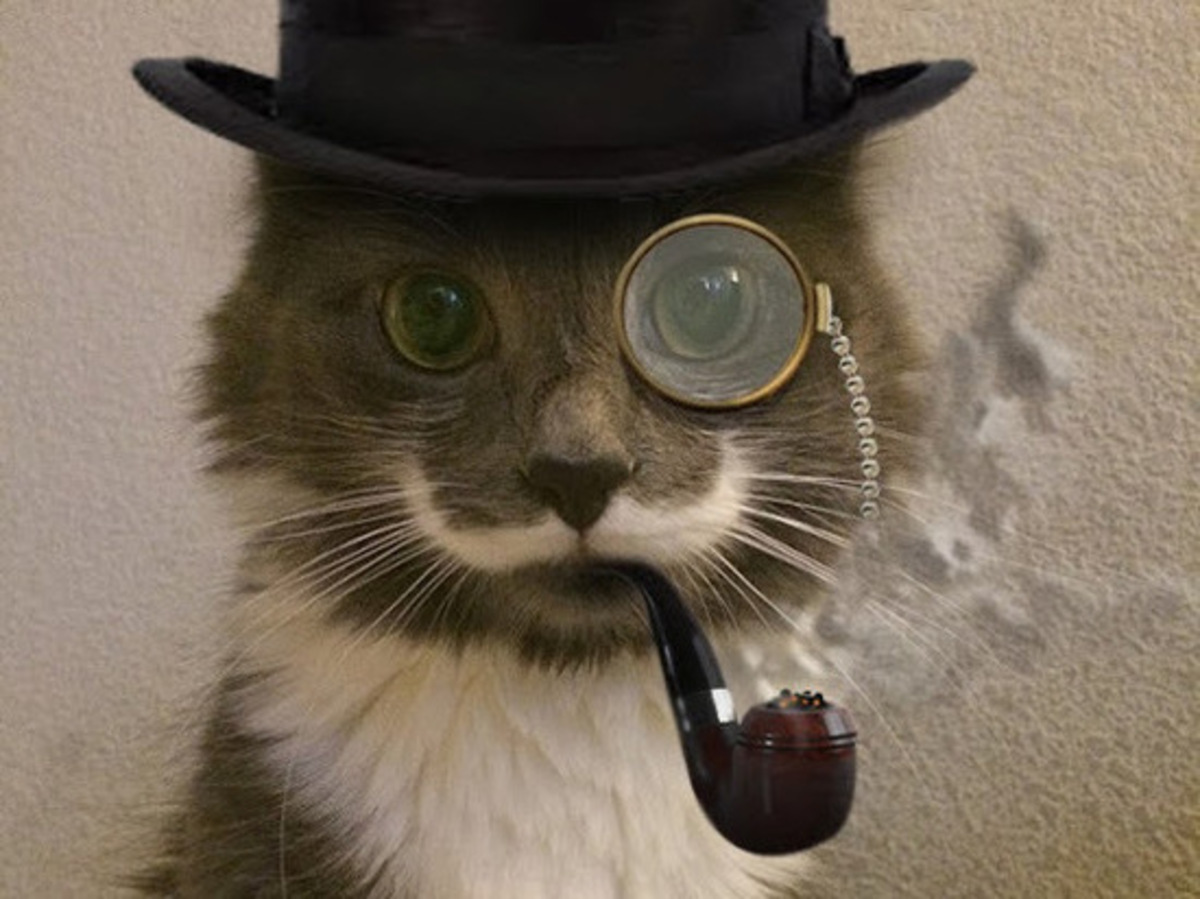 Mr cat steam фото 24